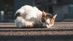 Wird eine streunende Katze dankbar sein, wenn Sie sie mit nach Hause nehmen?