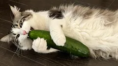 Haben Katzen wirklich Angst vor Gurken – und warum?