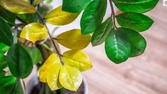 Zamioculcas-Blätter werden gelb: 8 Gründe – und was Sie tun können, um die Pflanze zu retten