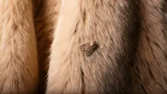 Motten werden für immer aus Ihrem Zuhause verschwinden: Merken Sie sich drei Gerüche, die Schädlinge fürchten.