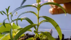 Blattläuse an Zimmerpflanzen erkennen und schnell loswerden: die wichtigsten Anzeichen