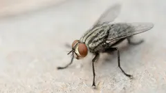 Keine Fliegen mehr in Ihrem Zuhause: Rösten Sie einfach dieses Gewürz an – und Sie werden sie vergessen