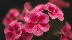 Was man im März pflanzen kann: 6 mehrjährige Pflanzen, die im Frühling gut gedeihen