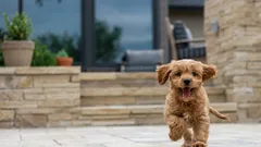 Interessante Fakten über Hunde: Wussten Sie, dass das Temperament eines Hundes dessen Lebenserwartung beeinflusst?