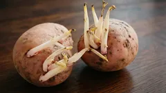 Saatkartoffeln treiben zu früh aus: keime dranlassen oder entfernen?