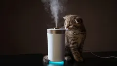 So werden Sie Katzengeruch los: einfache Methoden selbst in den schwierigsten Fällen