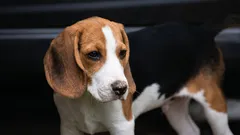 Welche Hunde werden am seltensten krank? 10 Rassen mit der besten Gesundheit