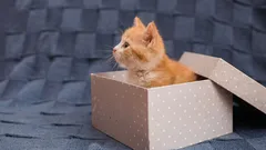 Sie werden nie erraten, warum Katzen Kartons so lieben