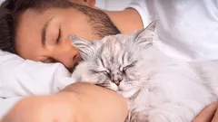 Wie wählt eine Katze in der Familie ihren Menschen aus?